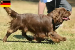 Scopri di più sull'articolo Allevatori di Sussex-Spaniel e cuccioli in Renania-Palatinato