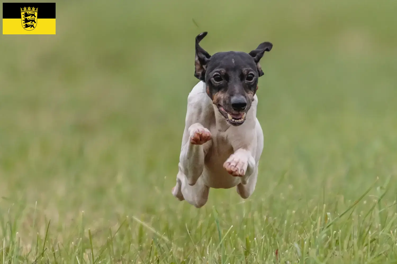 Cuccioli di Terrier Giapponese e allevatori Baden-Württemberg Trova qui gli allevatori di Japanese Terrier nel Baden-Württemberg.