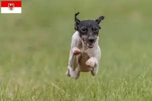 Scopri di più sull'articolo Allevatori e cuccioli di Terrier Giapponese a Brandeburgo