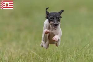 Scopri di più sull'articolo Allevatore di Terrier Giapponese e cuccioli a Brema