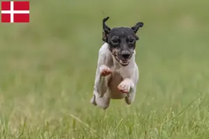 Scopri di più sull'articolo Allevatori e cuccioli di Japanese Terrier in Danimarca