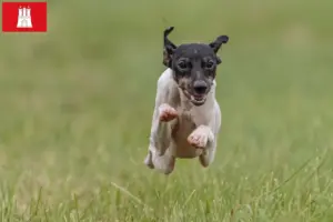 Scopri di più sull'articolo Allevatore di Terrier Giapponese e cuccioli ad Amburgo