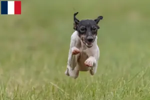Scopri di più sull'articolo Allevatori e cuccioli di Terrier Giapponese in Francia
