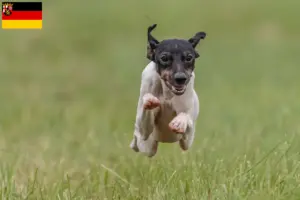 Scopri di più sull'articolo Allevatori di Terrier Giapponese e cuccioli in Renania-Palatinato