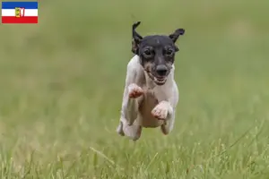 Scopri di più sull'articolo Allevatori e cuccioli di Japanese Terrier in Schleswig-Holstein