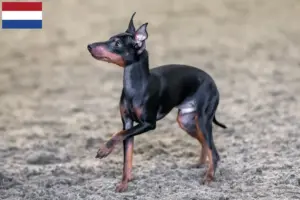 Scopri di più sull'articolo Allevatori e cuccioli di English Toy Terrier in Olanda