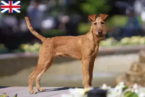 Scopri di più sull'articolo Allevatori di Irish Terrier e cuccioli in Gran Bretagna