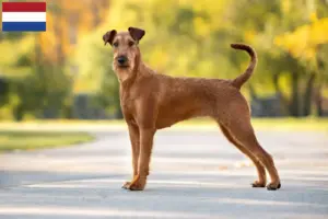 Scopri di più sull'articolo Allevatori e cuccioli di Irish Terrier in Olanda