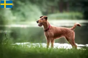 Scopri di più sull'articolo Allevatori di Irish Terrier e cuccioli in Svezia