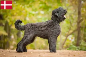Scopri di più sull'articolo Allevatore di Terrier Nero Russo e cuccioli in Danimarca