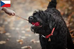 Scopri di più sull'articolo Allevatore di Terrier Nero Russo e cuccioli in Repubblica Ceca
