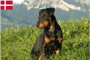 Scopri di più sull'articolo Allevatore di Terrier Tedesco da Caccia e cuccioli in Danimarca