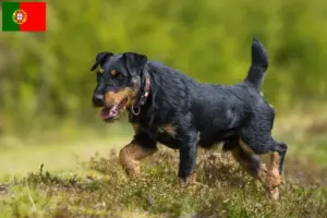 Scopri di più sull'articolo Allevatore di Terrier Tedesco da Caccia e cuccioli in Portogallo