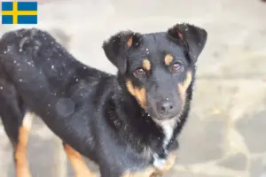 Scopri di più sull'articolo Allevatore di Terrier Tedesco da Caccia e cuccioli in Svezia
