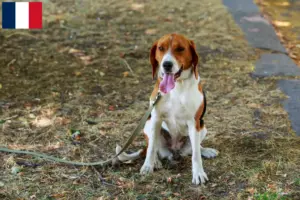 Scopri di più sull'articolo Allevatori di American Foxhound e cuccioli in Francia