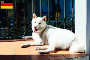 Scopri di più sull'articolo Allevatori di Kishu e cuccioli in Renania-Palatinato