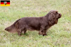 Scopri di più sull'articolo Allevatori di Sussex-Spaniel e cuccioli in Saarland