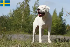 Scopri di più sull'articolo Allevatori di Dogo Argentino e cuccioli in Svezia