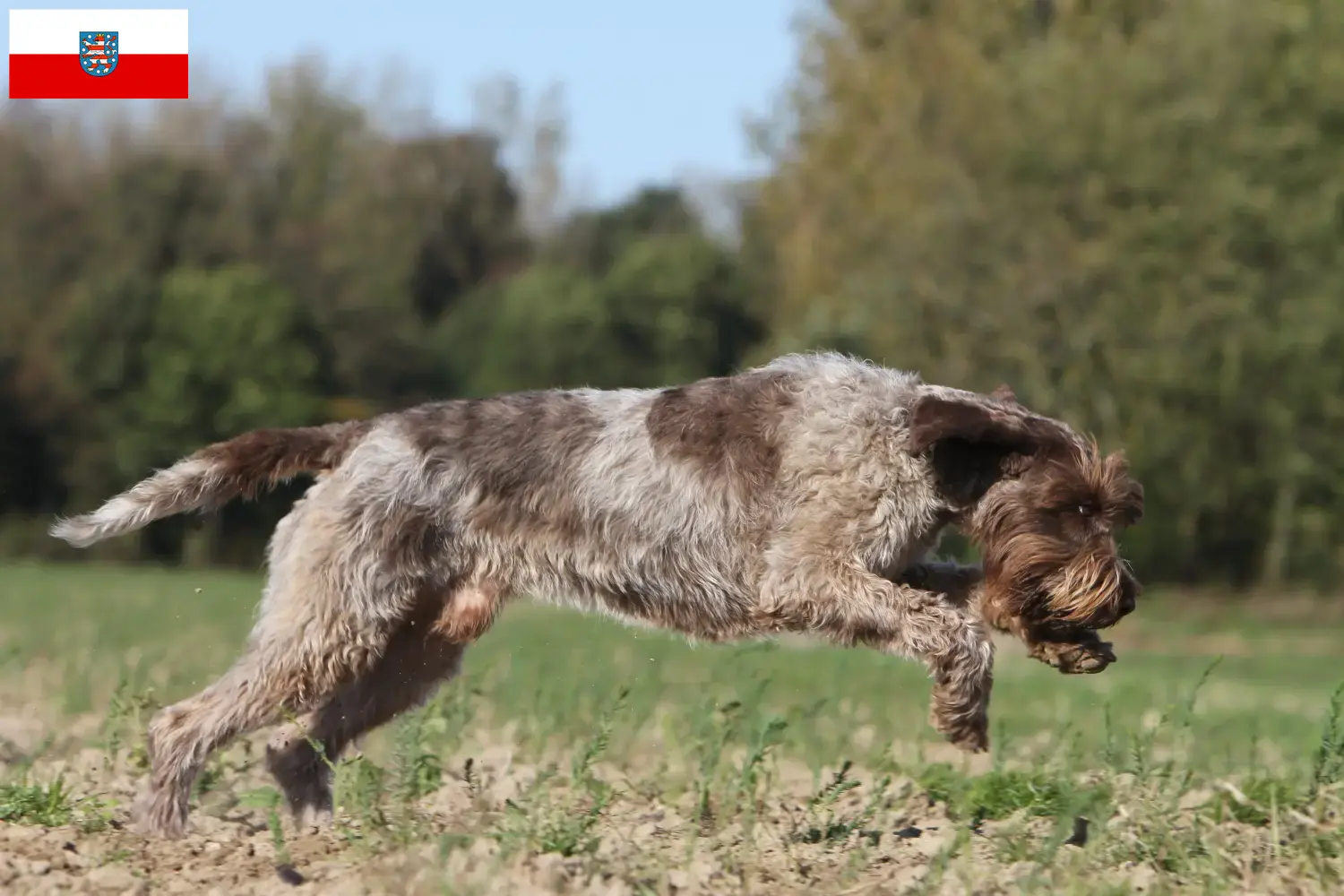 Cuccioli di Korthals Griffon e allevatori Turingia Trova gli allevatori di Griffon d'arrêt à poil durs in Turingia.