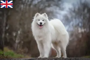 Scopri di più sull'articolo Allevatori di Samoiedo e cuccioli in Gran Bretagna