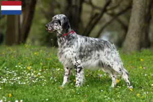 Scopri di più sull'articolo Allevatori di Setter Inglese e cuccioli nei Paesi Bassi