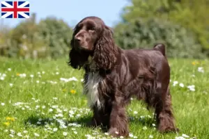 Scopri di più sull'articolo Allevatori di Field Spaniel e cuccioli in Gran Bretagna