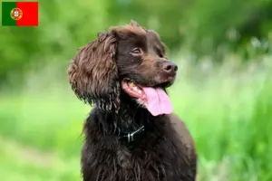 Scopri di più sull'articolo Allevatori di Field Spaniel e cuccioli in Portogallo