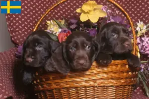 Scopri di più sull'articolo Allevatori di Field Spaniel e cuccioli in Svezia