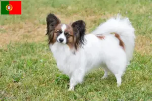 Scopri di più sull'articolo Allevatore di Spaniel Nani Continentali e cuccioli in Portogallo