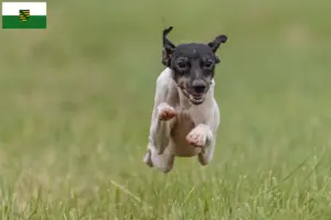 Scopri di più sull'articolo Allevatori di Japanese Terrier e cuccioli in Sassonia