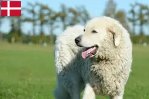 Scopri di più sull'articolo Allevatori di Kuvasz e cuccioli in Danimarca