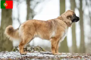 Scopri di più sull'articolo Allevatori di Leonberger e cuccioli in Portogallo