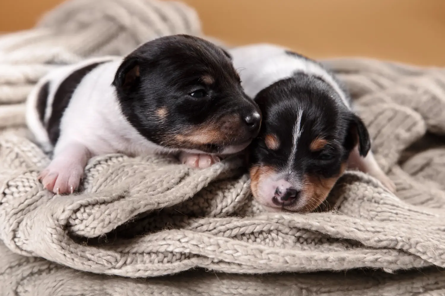 Acquistare un cucciolo di American Toy Terrier significa assumersi delle responsabilità! Comprare cuccioli di American Toy Terrier.