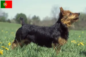Scopri di più sull'articolo Allevatori e cuccioli di Australian Terrier in Portogallo