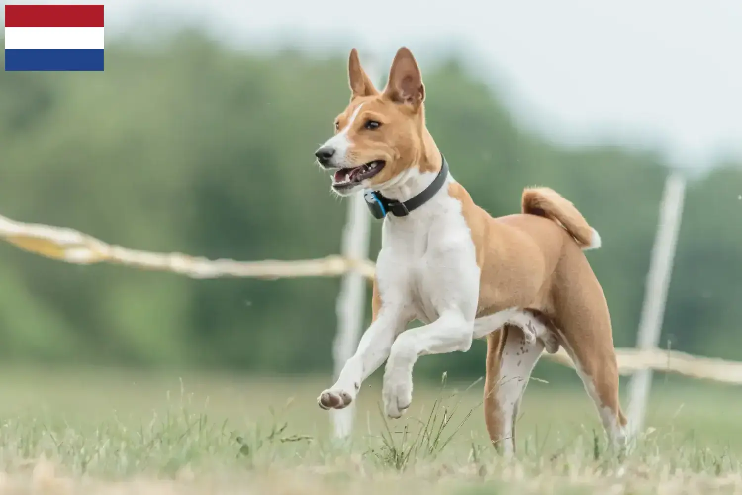 Scopri di più sull'articolo Allevatori di Basenji e cuccioli nei Paesi Bassi