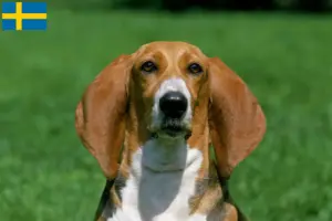 Scopri di più sull'articolo Allevatori di Basset Artésien Normand e cuccioli in Svezia
