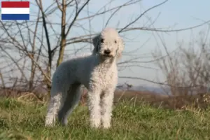 Scopri di più sull'articolo Allevatori di Bedlington Terrier e cuccioli in Olanda
