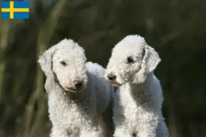 Scopri di più sull'articolo Allevatori di Bedlington Terrier e cuccioli in Svezia