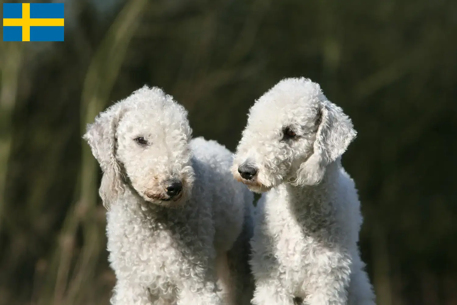 Cuccioli di Bedlington Terrier e allevatori Svezia Trova qui gli allevatori di Bedlington Terrier in Svezia.