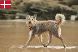 Scopri di più sull'articolo Allevatori di Berger de Picardie e cuccioli in Danimarca