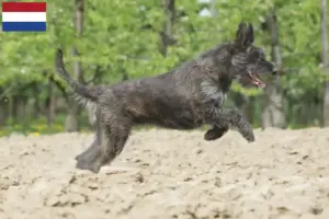 Scopri di più sull'articolo Allevatori di Berger de Picardie e cuccioli in Olanda