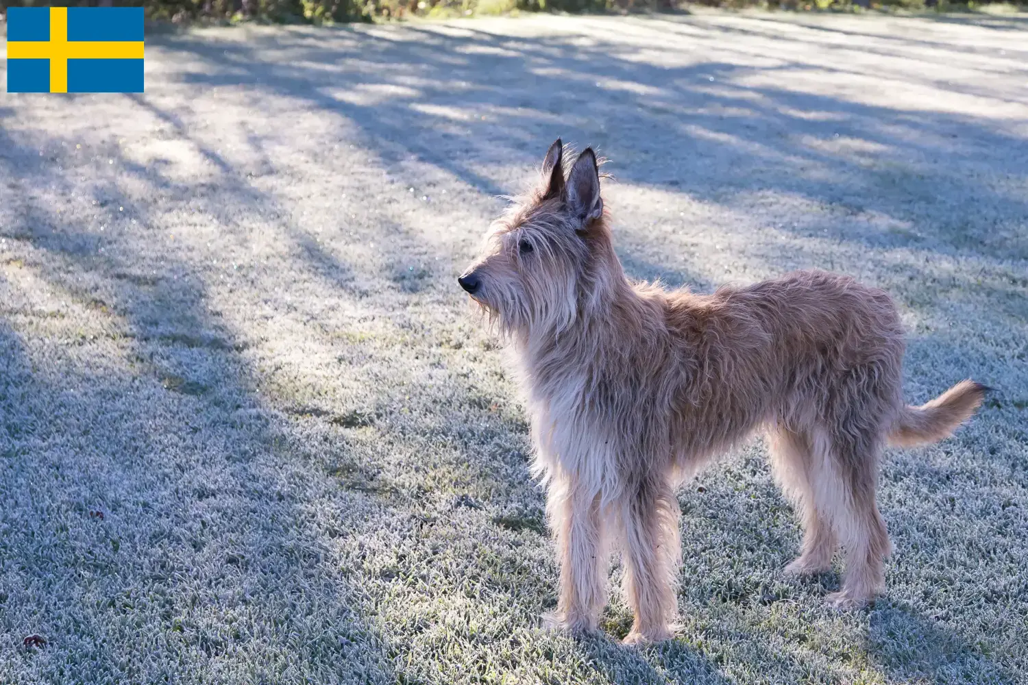 Scopri di più sull'articolo Allevatori di Berger de Picardie e cuccioli in Svezia