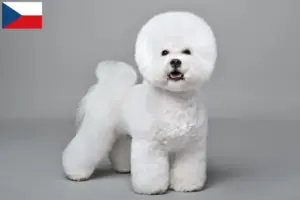Scopri di più sull'articolo Allevatori di Bichon Frisé e cuccioli in Repubblica Ceca