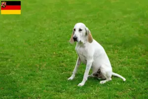 Scopri di più sull'articolo Allevatori di Billy e cuccioli in Renania-Palatinato