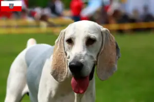 Scopri di più sull'articolo Allevatori di Billy e cuccioli in Turingia