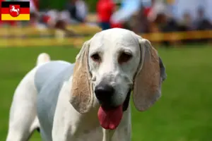 Scopri di più sull'articolo Allevatori di Billy e cuccioli in Bassa Sassonia