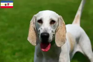 Scopri di più sull'articolo Allevatori di Billy e cuccioli in Mecklenburg-Vorpommern