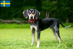 Scopri di più sull'articolo Allevatori di Bluetick Coonhound e cuccioli in Svezia