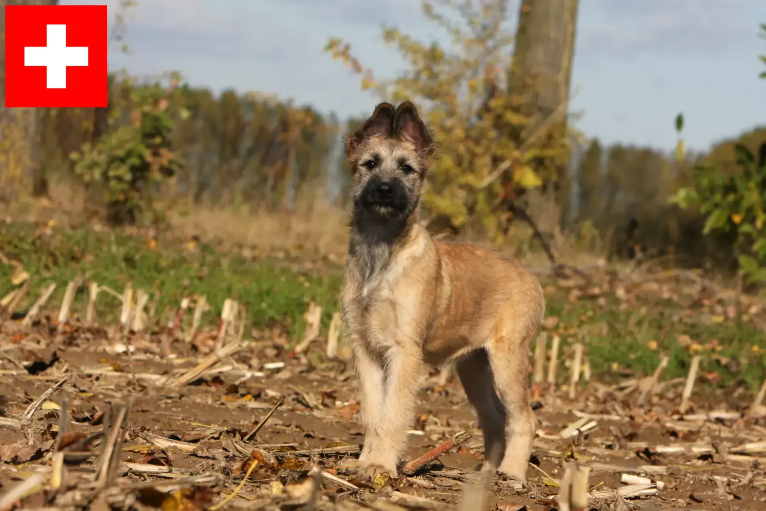 Cuccioli di Bouvier des Ardennes e allevatori Svizzera Qui potete trovare gli allevatori di Bouvier des Ardennes in Svizzera.