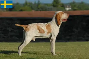 Scopri di più sull'articolo Allevatori di Bracco Italiano e cuccioli in Svezia